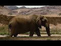 how wild desert elephants survive one of the driest places on the planet hoanib