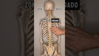 DOLOR DE ESPALDA Y DISFUNCIÓN VISCERAL. #osteopatia #madrid #masaje #TerapiaManual #osteopata