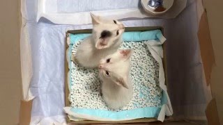 弟妹子猫「けん玉」兄猫チロの鳴き声に反応↑　ニャ〜！ニャ〜〜！Two Kitties Ken and Tama Reacting to Chiro Crying