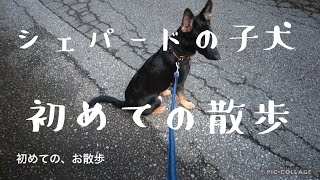 First walk シェパードの子犬。初めての散歩　German Shepherd Dog