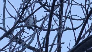 Cows are boogers and a Pileated woodpecker...12/25