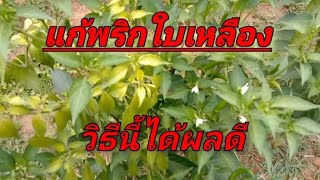 วิธีแก้พริกใบเหลือง#เกษตรพอเพียง #เกษตรอินทรีย์ #เกษตรมือใหม่