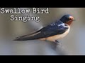 Swallow Bird Singing | Swallow bird Sound | Animals Change