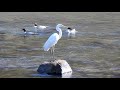 広島市三篠川の野鳥 ② wild birds of misasa river，hiroshima city