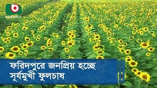 ফরিদপুরে জনপ্রিয় হচ্ছে সূর্যমুখী ফুলচাষ