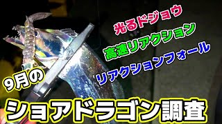 【太刀魚】９月のショアドラゴン調査～攻略法は、光るドジョウと高速リアクション\u0026フォール～