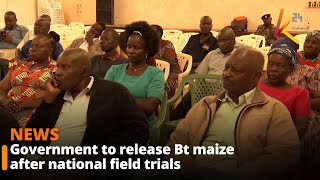 Government to release Bt maize after national field trials