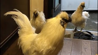 勝手口から隊列を組んで帰宅する烏骨鶏家族🐤2022/07/10