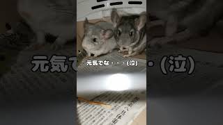 チンチラ兄弟は新しい飼い主の元へ #チンチラ #赤ちゃん