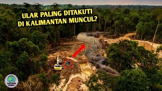 NYATA!! Keberadaan Raja Ular Raksasa Penghuni Hutan Kalimantan,Sempat Menampakkan Diri?