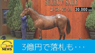 ３億円で落札も　伝説の競走馬＝ディープインパクトの子どもたち