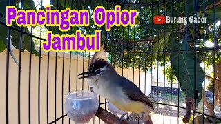 Opior Jambul Gacor Ngeplong Bikin Lawan Nyaut Ikut Bongkar Isian