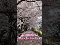 Cherry blossom in Tokyo, JAPAN 24th March 2023. Sakura season is here! 🌸さくら #shorts