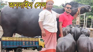 আমার দেখা সবচেয়ে দানব আকৃতির মহিষের প্রতিবেদন। অনলাইনে চট্টগ্রামের কাস্টমার যেভাবে মহিষ কিনলেন!