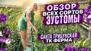 ЭУСТОМА. ОБЗОР СОРТОВ