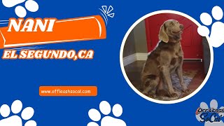 Long Haired Weimaraner Training | Nani | El Segundo, CA