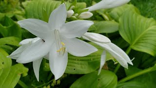 Enjoy Beautiful Flower 🌺 | Hosta Plantaginea