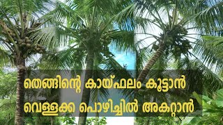 ഏത് കായ്ക്കാത്ത തെങ്ങും പിറ്റേ വർഷം കായ്ക്കാൻ How to Grow and Fertilizer Coconut Malayalam Krishi