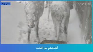 أنقذوهم من التجمد