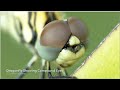 Insect Body parts, Regions and Head | entomology | insects documentary | Module 02.02