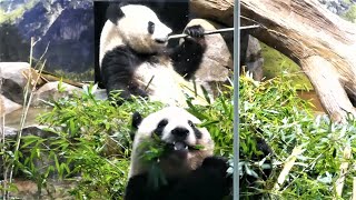 20230830 上野動物園　双子パンダ　落ち着いて朝ごはんを食べているレイレイとシャオシャオ