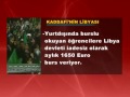 İŞte kaddafİ nİn lİbyasi