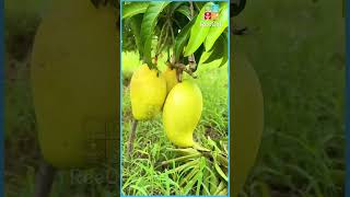 நல்ல பெரிய மாம்பழம்😋 #mangofarming #reecha_organic_farm #bkinreech