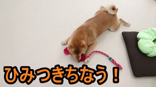 6日1日 ひみつきちなう！①「一緒に遊びたい犬」