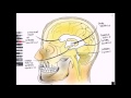 the ventricles rapid review