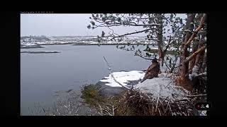 Short  visit  from a young eagle in a snowy nest