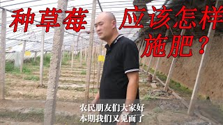 种草莓应该怎样施肥？底肥怎么施最重要【付老师种植技术团队官方频道】