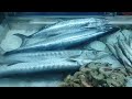 உங்கள் மீனவன் பொள்ளாச்சி மீன் கடை ungal meenavan fish