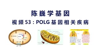 【陈巍学基因】视频53：POLG基因相关疾病