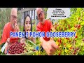 PANEN 5 POHON GOOSEBERRY MERAH & HIJAU & UPDATE BLACKBERRY JUGA😍 Episode-1.