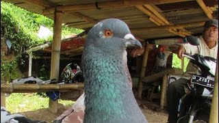 Merpati Kolongan Setengah Jadi Warna Kelas Ring Shogun