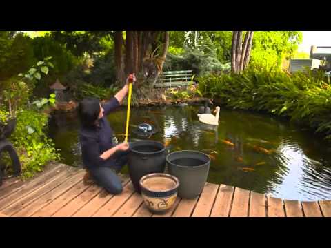 The Garden Gurus - Selecting the right water plant for your pond The Garden Gurus - Selecting the right water plant for your pond