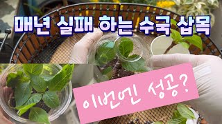 매년 실패하는 수국 삽목/기대 하지않고 또 해보기