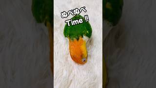 ぬべぬべがやめられない♪とまらない♪【シロハラインコ】　#shorts  #シロハラインコ　　#caique   #インコ   #鳥