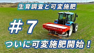 【小麦の生育調査と可変施肥】#7 ついに可変追肥開始! 結果は？　KUHN AXIS40.2とXCN-1050ガイダンスモニターを使ってブロキャスで肥料撒き