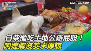 白柴偷吃土地公雞屁股！　阿嬤擲沒筊求原諒｜三立新聞網 SETN.com