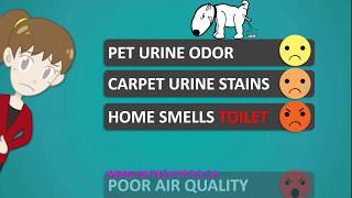 Where to buy Anti-icky-poo in Canada (2019) Best Pet Odor Removal Stuff