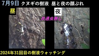 クヌギの樹液 昼と夜の顔ぶれ 2024年 東京 多摩地区 7月9日