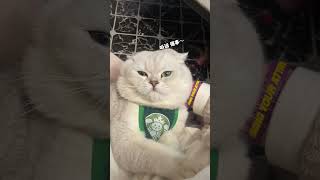 小凶猫天天都要因为乱发脾气被教育🤣 #我和我的怨种猫咪 #猫咪的不服全写在脸上