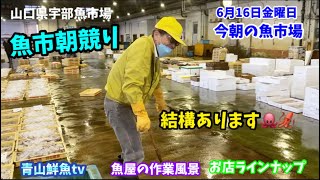 【結構あります】【魚競り】【お店ラインナップ】今朝の魚市場6月16日金曜日の水揚げ状況