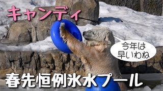 ホッキョクグマ　朝から氷プールで遊ぶキャンディ