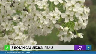 VERIFY | Allergies and male trees? Is Botanical sexism real?