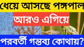 ধেয়ে আসছে পঙ্গপালের দল, এইমুহুর্তে ঠিক কতদূরে রয়েছে পঙ্গপাল?  বাংলায় কি আসবে?  Pangpal news