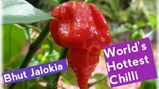 @GeorgeTheIndianFarmer ലോകത്തിലെ ഏറ്റവും എരിവുള്ള മുളക്. Bhut Jalokia or Ghost Pepper or Umorok.