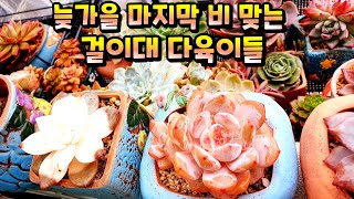 🍁다육이 늦가을 마지막 비 맞는 걸이대 다육이 면역력이 자기보호 능력이 커져요 🍁동향 아파트 다육이 Succulent plant Succulents 多肉植物 다육식물 다육이월동준비