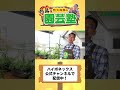 【家庭菜園】トマトの実が出来た時こそ要注意！〜農家さんも使う効率的に良い実を収穫するトマトのお世話の方法を大公開！〜【園芸塾】【ハイポネックス】 shorts